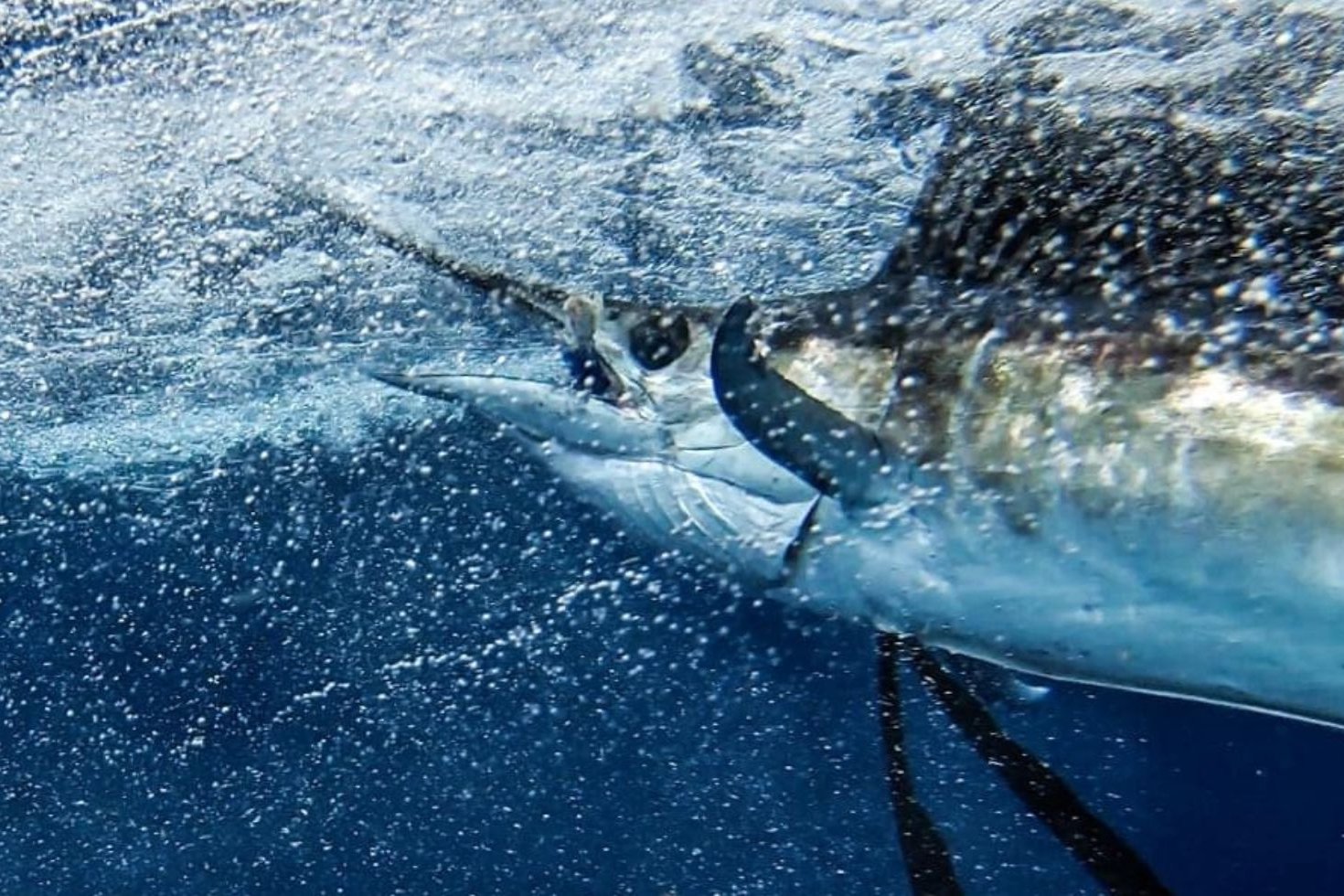 marlin fishing underwater
